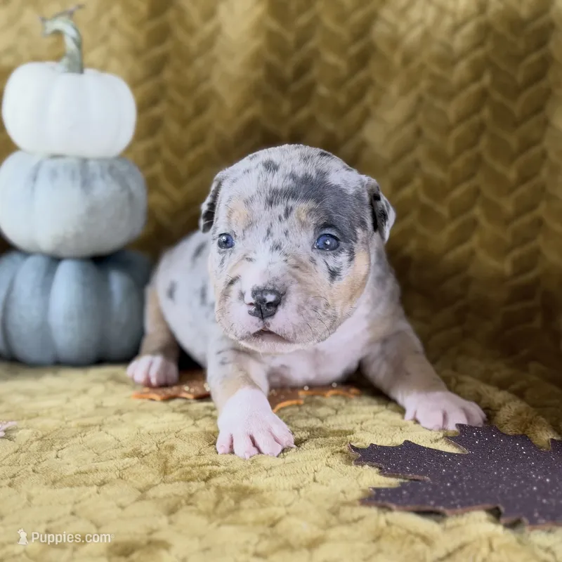 XXL Xena ABKC – American Bully puppy for sale in Purdy, MO