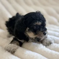 Lilly, a female Poodle - Toy  for sale in Purdy, MO – 5 of 9