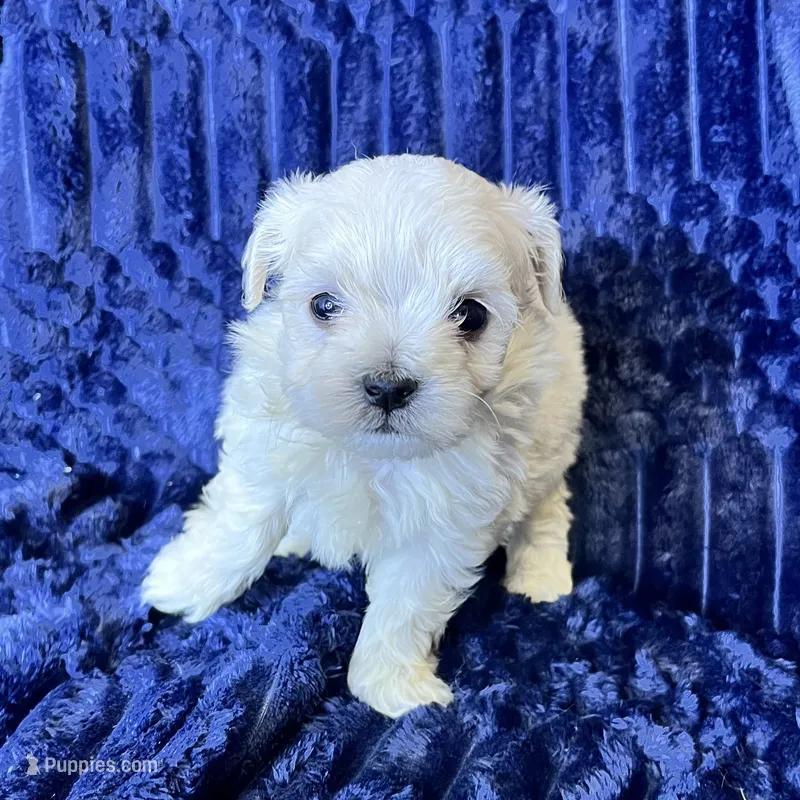 Toto – Maltipoo puppy for sale in Purdy, MO