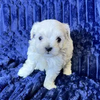 Toto, a male Maltipoo for sale in Purdy, MO – 1 of 4
