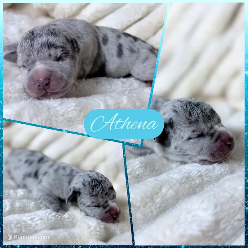 XXL Athena ABKC – American Bully puppy for sale in Purdy, MO