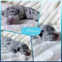XXL Athena ABKC, a female American Bully for sale in Purdy, MO – 1 of 3
