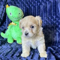 Duke, a male Maltipoo for sale in Purdy, MO – 3 of 4