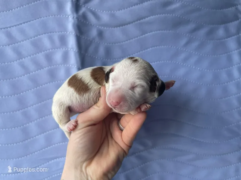 STANDARD-Cheddar – Dachshund puppy for sale in Purdy, MO