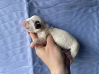 STANDARD-Cheddar, a male Dachshund for sale in Purdy, MO – Photo 2 of 3