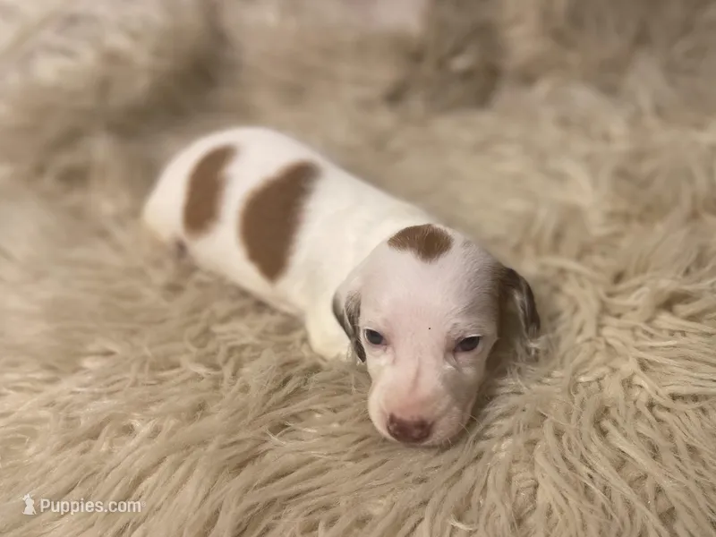 STANDARD-Cheddar – Dachshund puppy for sale in Purdy, MO