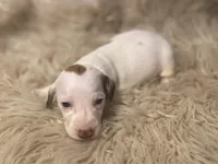 STANDARD-Cheddar, a male Dachshund for sale in Purdy, MO – Photo 3 of 6