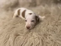 STANDARD-Cheddar, a male Dachshund for sale in Purdy, MO – Photo 6 of 6