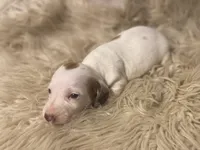 STANDARD-Cheddar, a male Dachshund for sale in Purdy, MO – Photo 5 of 6