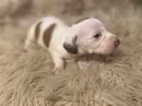 STANDARD-Cheddar, a male Dachshund for sale in Purdy, MO – Photo 2 of 6