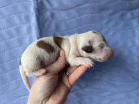 STANDARD-Cheddar, a male Dachshund for sale in Purdy, MO – Photo 3 of 3