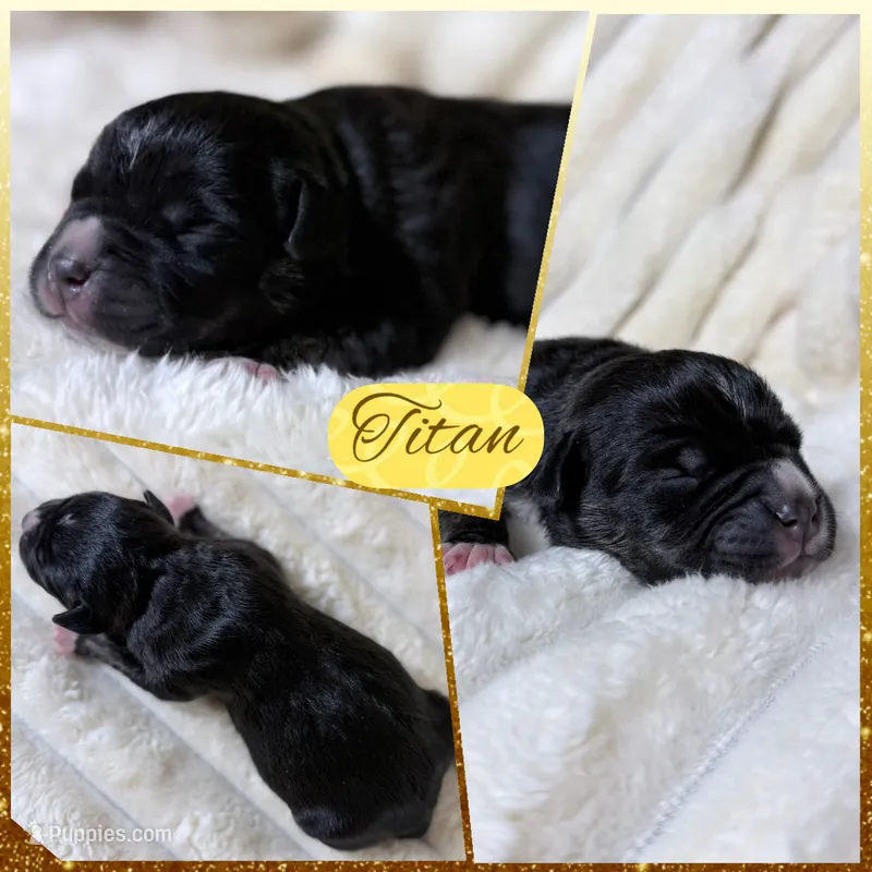 XXL Titan ABKC  – American Bully puppy for sale in Purdy, MO