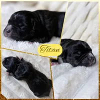 XXL Titan ABKC , a male American Bully for sale in Purdy, MO – 1 of 3