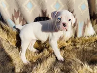 Coral-Blue eye, a female Boxer for sale in Purdy, MO – Photo 1 of 3