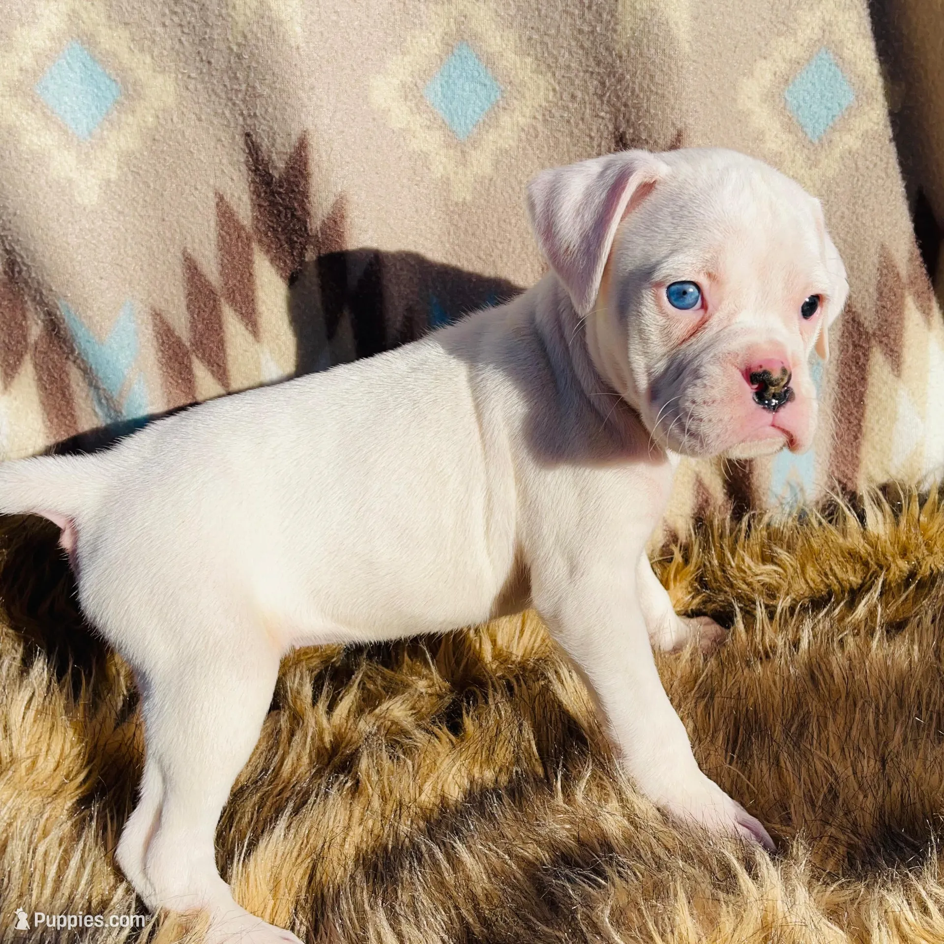 Coral-Blue eye, a female Boxer for sale in Purdy, MO – Photo 2 of 3