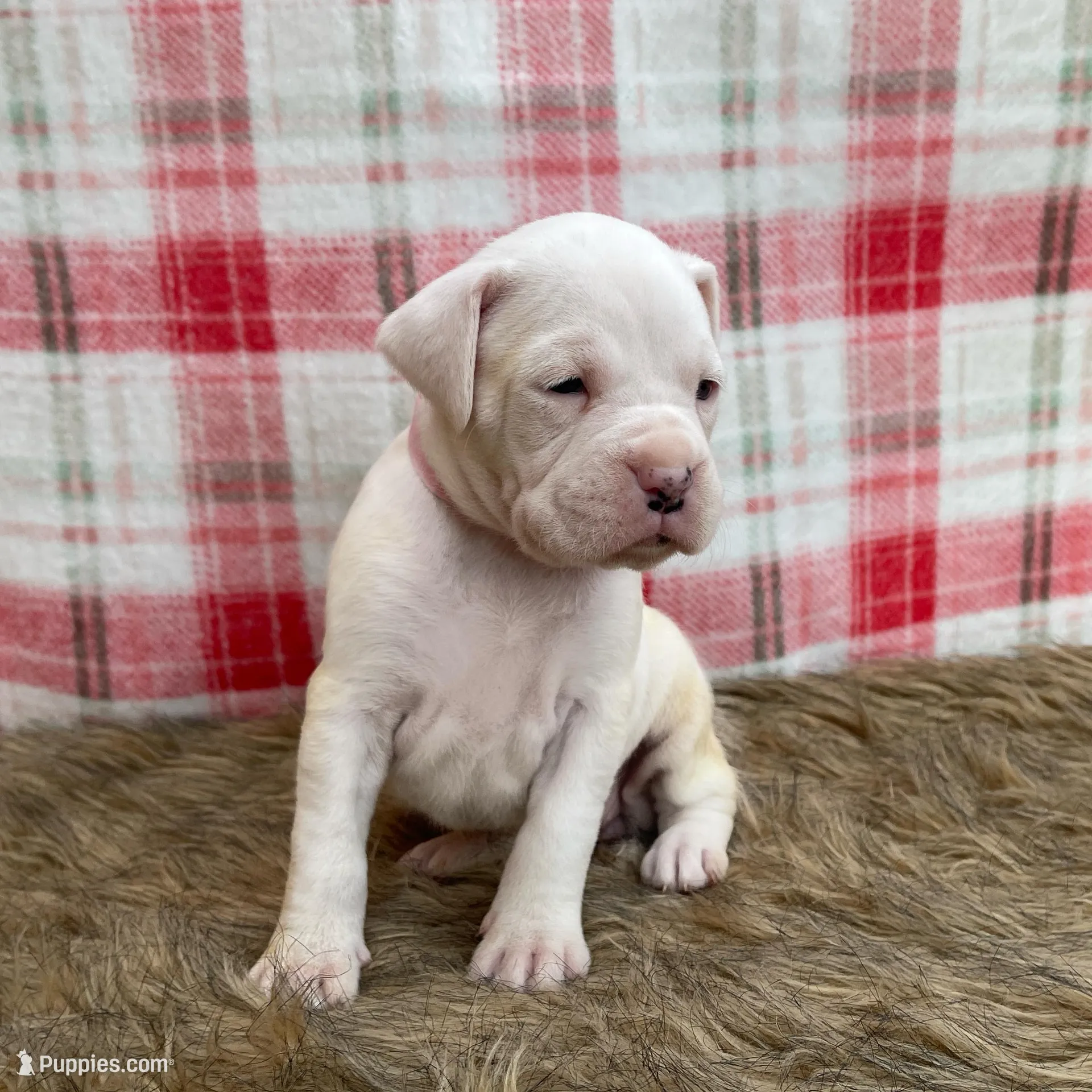 Coral, a female Boxer for sale in Purdy, MO – Photo 2 of 2