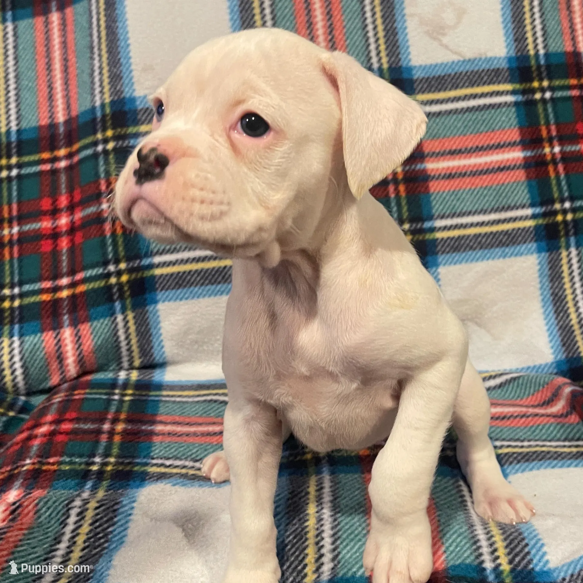 Coral-Blue eye, a female Boxer for sale in Purdy, MO – Photo 3 of 3