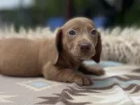 STANDARD-Chewy, a male Dachshund for sale in Purdy, MO – 6 of 8
