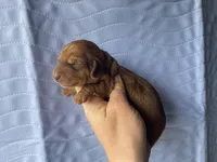 STANDARD-Scooby, a male Dachshund for sale in Purdy, MO – Photo 2 of 2