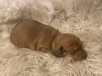 STANDARD-Scooby, a male Dachshund for sale in Purdy, MO – Photo 3 of 6