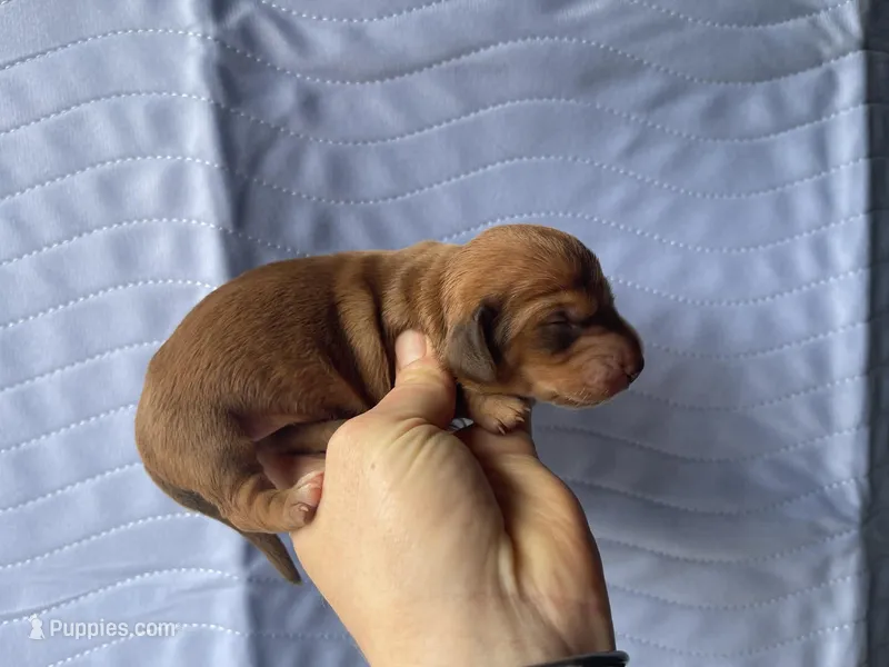 STANDARD-Scooby – Dachshund puppy for sale in Purdy, MO