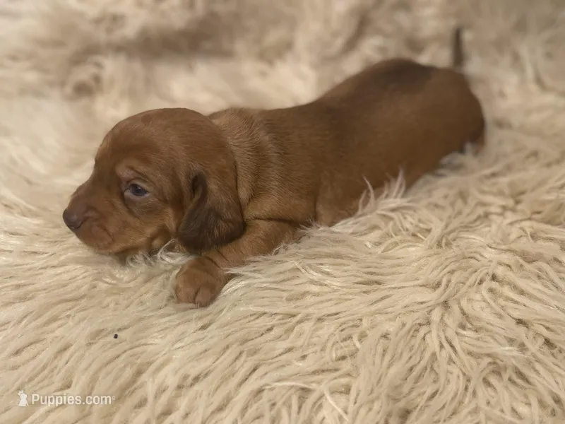 STANDARD-Scooby – Dachshund puppy for sale in Purdy, MO