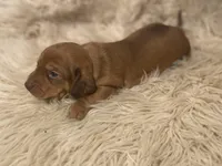 STANDARD-Scooby, a male Dachshund for sale in Purdy, MO – Photo 1 of 6