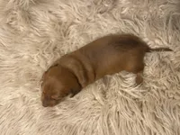 STANDARD-Scooby, a male Dachshund for sale in Purdy, MO – Photo 6 of 6