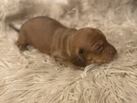 STANDARD-Scooby, a male Dachshund for sale in Purdy, MO – Photo 2 of 6