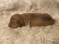 STANDARD-Scooby, a male Dachshund for sale in Purdy, MO – Photo 5 of 6