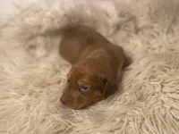 STANDARD-Scooby, a male Dachshund for sale in Purdy, MO – Photo 4 of 6