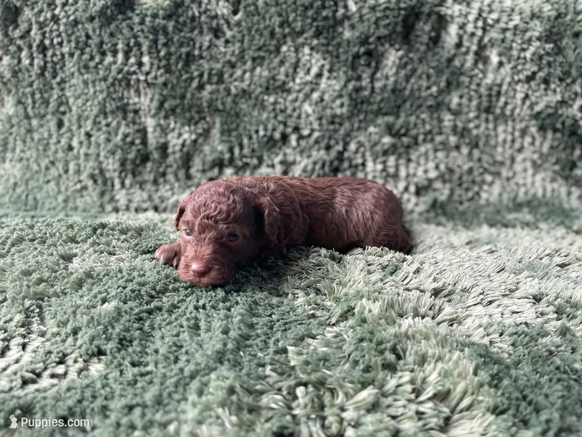 Faith, a male Poodle - Toy  for sale in Purdy, MO – Photo 1 of 4