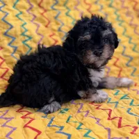 Lilly, a female Poodle - Toy  for sale in Purdy, MO – 9 of 9