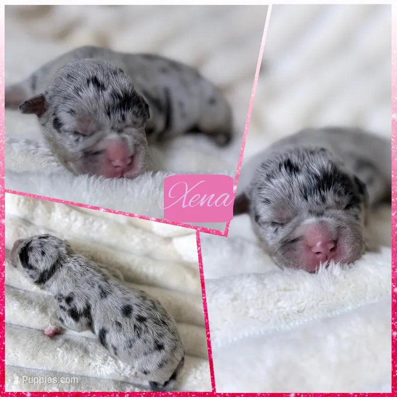XXL Xena ABKC – American Bully puppy for sale in Purdy, MO