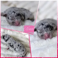 XXL Xena ABKC, a female American Bully for sale in Purdy, MO – 1 of 3