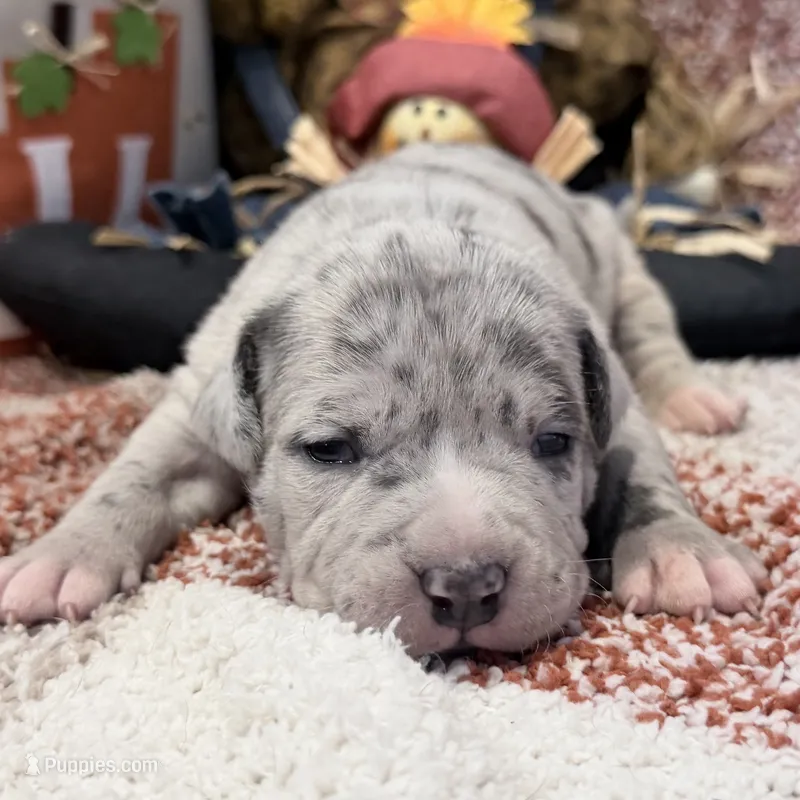 XXL Athena ABKC – American Bully puppy for sale in Purdy, MO