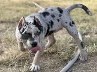 Hera XL ABKC, a female American Bully for sale in Purdy, MO – 4 of 4