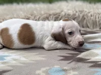 STANDARD-Cheddar, a male Dachshund for sale in Purdy, MO – 2 of 4