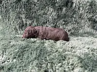 Faith, a male Poodle - Toy  for sale in Purdy, MO – Photo 4 of 4