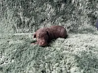 Faith, a male Poodle - Toy  for sale in Purdy, MO – Photo 3 of 4