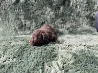 Faith, a male Poodle - Toy  for sale in Purdy, MO – Photo 2 of 4