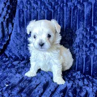 Toto, a male Maltipoo for sale in Purdy, MO – 3 of 4