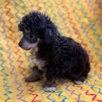 Tink, a male Poodle - Toy  for sale in Purdy, MO – 6 of 6