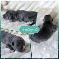 XXL Valkyrie ABKC, a female American Bully for sale in Purdy, MO – 1 of 3