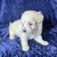 Coco, a female Maltipoo for sale in Purdy, MO – 2 of 3