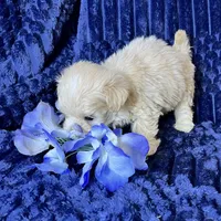 Arlo, a male Maltipoo for sale in Purdy, MO – 4 of 4