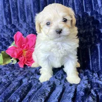 Kiki, a female Maltipoo for sale in Purdy, MO – 1 of 3