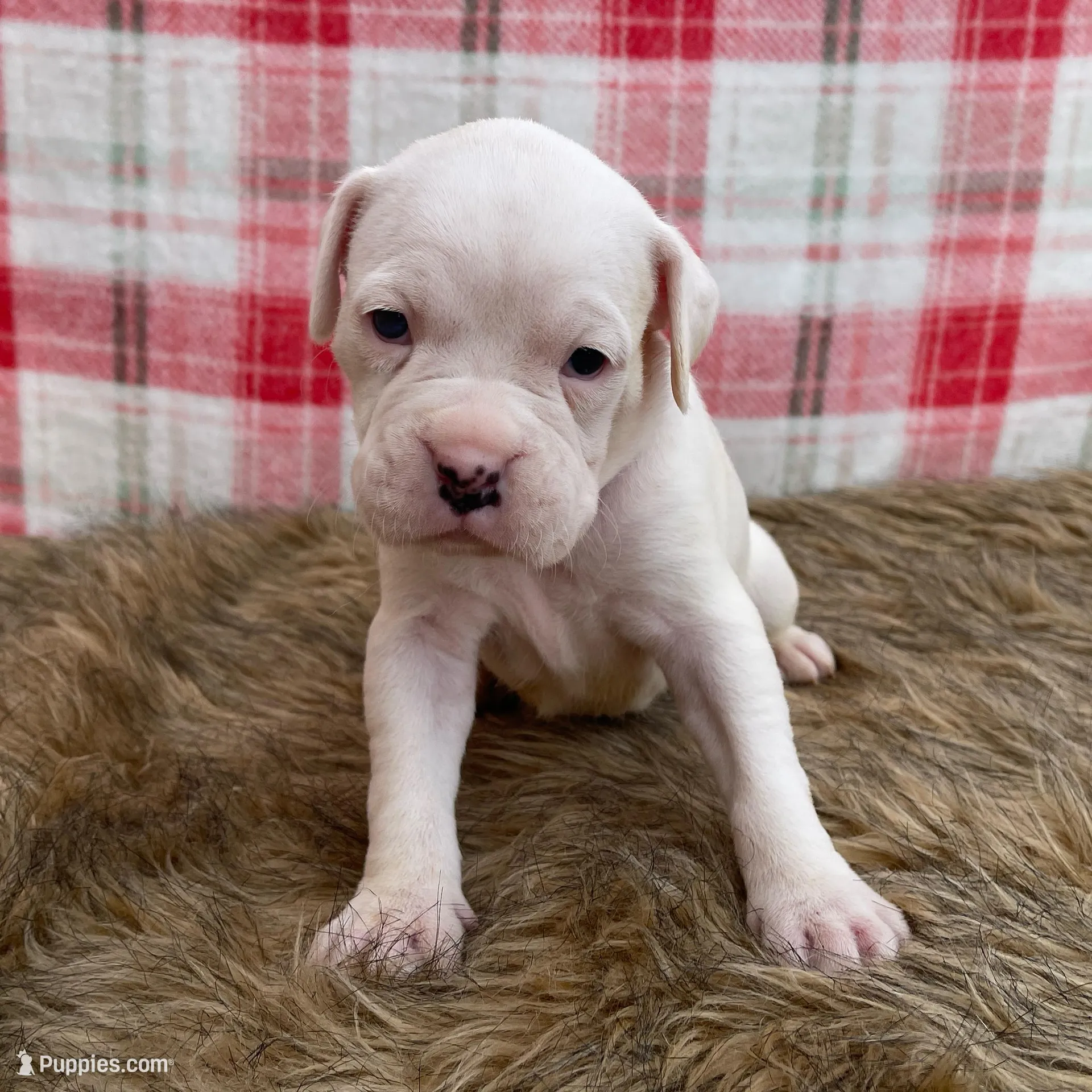 Cookie, a female Boxer for sale in Purdy, MO – Photo 3 of 3