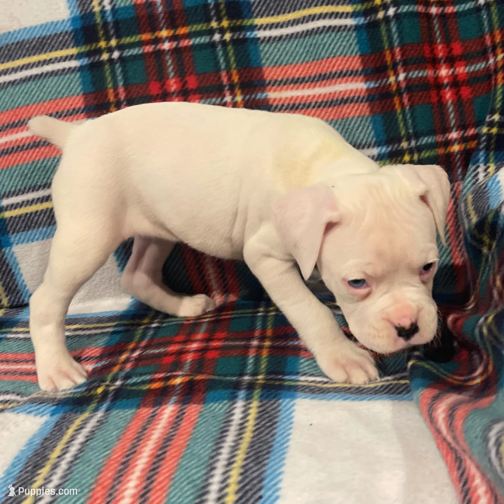 Cookie-Blue eye, a female Boxer for sale in Purdy, MO – Photo 2 of 4