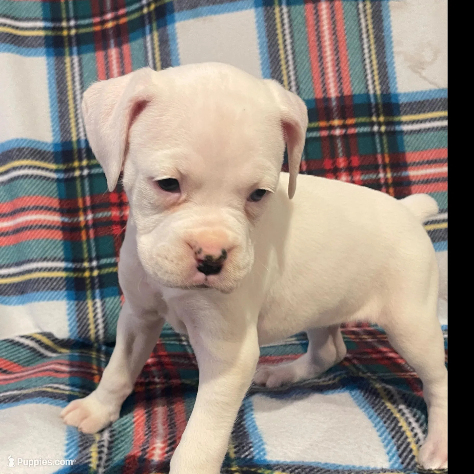 Cookie-Blue eye, a female Boxer for sale in Purdy, MO – Photo 3 of 4
